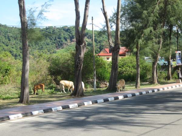 Krávy-u-silnice-v-Thajsku