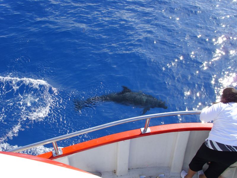 Divocí-delfíni-v-oceánu-u-pobřeží-Kanárů